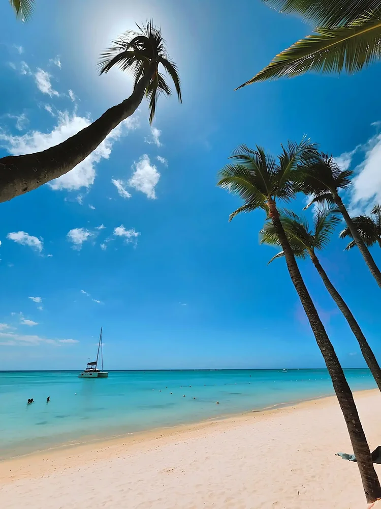Palm-lined Caribbean beach in Barbados